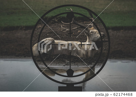 White deer in the hunter's crosshair 62174468