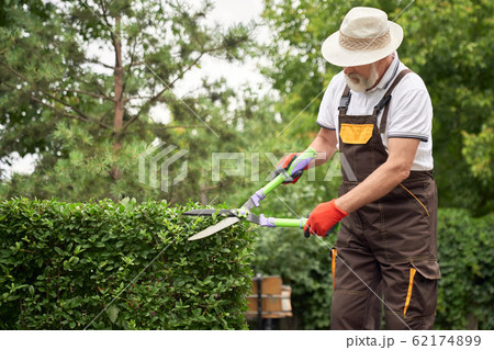 Smiling senior man cutting overgrown bushes. Smiling senior man cutting overgrown bushes. 62174899
