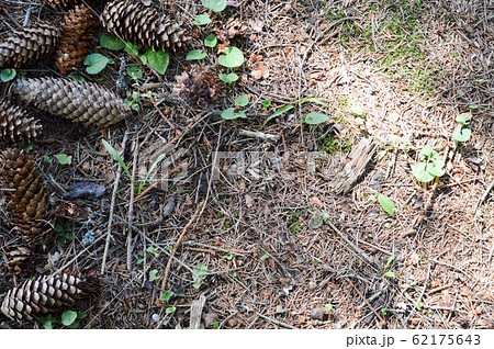 Natural fallen brown spruce fir and pine cones Natural fallen brown spruce fir and pine cones 62175643