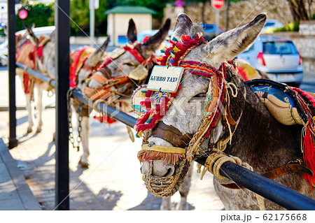 Donkey taxi in Mijas 62175668