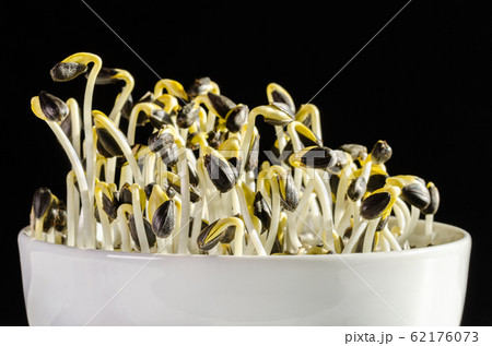 Sunflowers sprouting in a white bowl on black background. Front view of sprouts and microgreen of Helianthus annuus, the common sunflower. Edible seedlings and young plants. Macro food photo closeup. 62176073