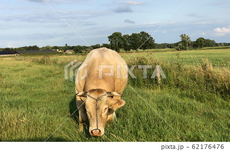 Huge bull cow grazing on a farmfield 62176476