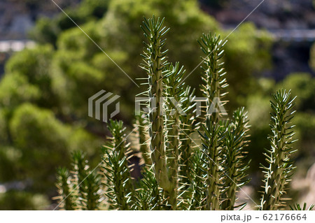 Close up cactus with sharp spines outdoors 62176664