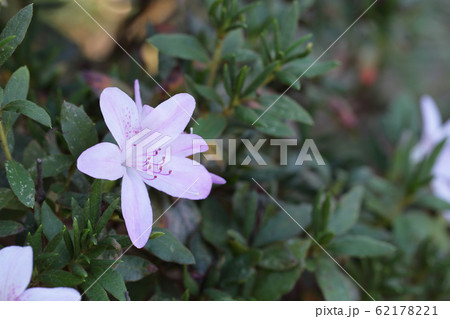 キシツツジの花 62178221