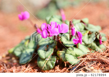 シクラメンの花　コウム 62178994