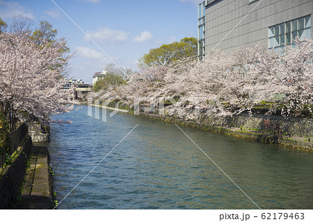 岡崎桜回廊　 62179463
