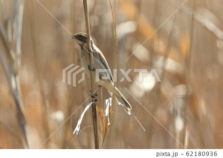 生き物　鳥類　オオジュリン、雌雄が見分け難い冬羽。喉や頬、頭の羽毛基部が黒く見えるのでオスかな？ 62180936