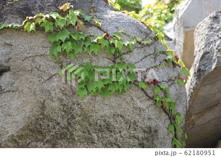 荒い岩肌 荒い岩肌 62180951