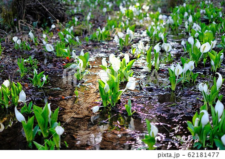 水芭蕉公園 水芭蕉 水芭蕉公園 水芭蕉 62181477
