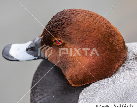 ホシハジロの顔のアップ 62182246