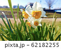 河川敷に咲く水仙 62182255