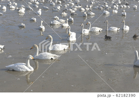 白鳥の郷 62182390