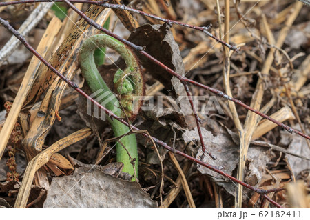 Bracken fern Bracken fern 62182411