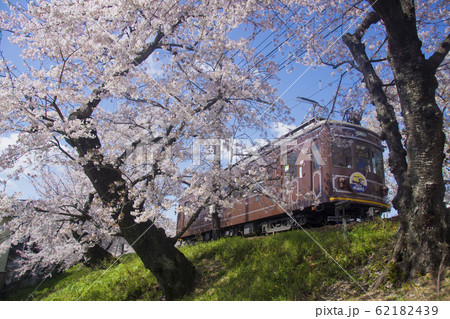 嵐電桜のトンネル 嵐電桜のトンネル 62182439