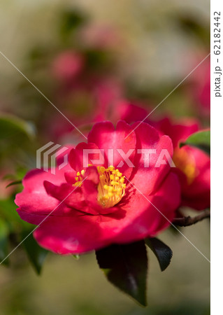 満開の山茶花のクローズアップ 満開の山茶花のクローズアップ 62182442