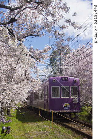 嵐電桜のトンネル 62182443