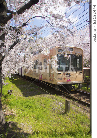 嵐電桜のトンネル 嵐電桜のトンネル 62182444