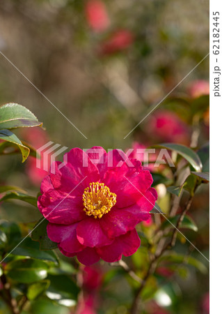 満開の山茶花のクローズアップ 62182445