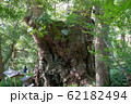 来宮神社の大楠 62182494