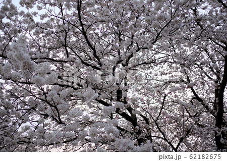桜並木 62182675