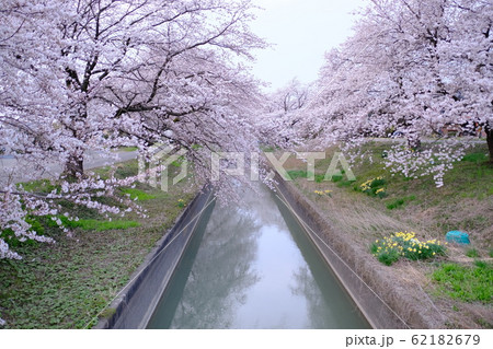 桜並木 桜並木 62182679