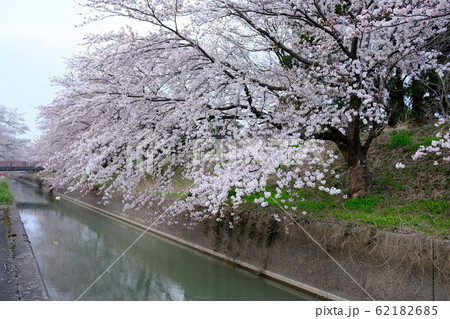 桜並木 桜並木 62182685