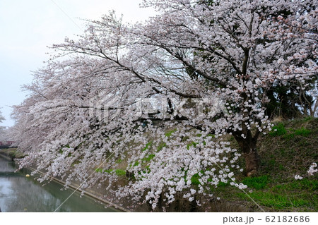 桜並木 62182686