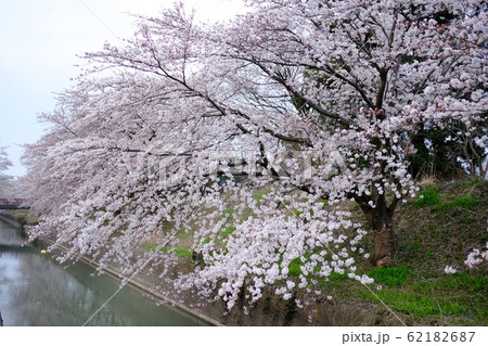 桜並木 62182687