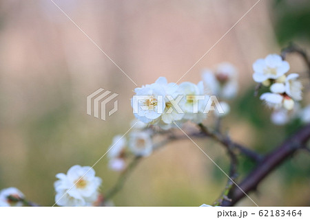 シダレ梅の花 シダレ梅の花 62183464