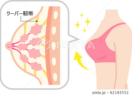 バストアップ 女性の体と断面図のイラスト素材