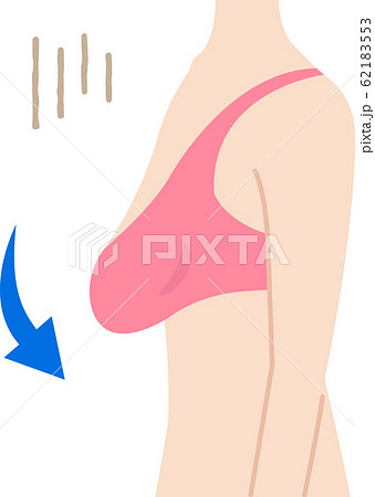 垂れたバスト 断面図と女性の体のイラスト素材
