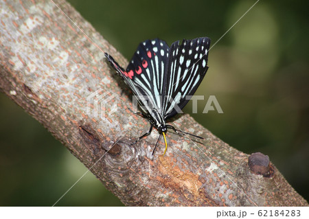 アカボシゴマダラ アカボシゴマダラ 62184283