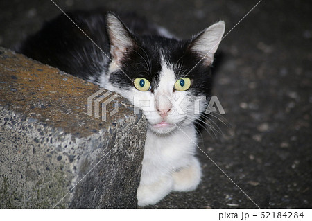 のらねこ のらねこ 62184284