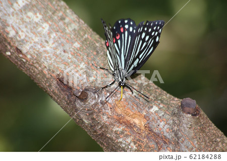 アカボシゴマダラ アカボシゴマダラ 62184288