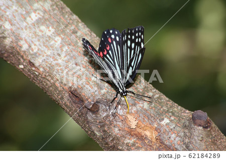 アカボシゴマダラ 62184289