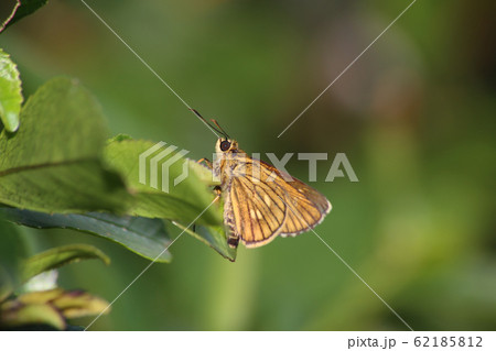 コチャバネセセリ 62185812