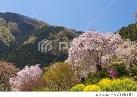しだれ桜と里山 62186387