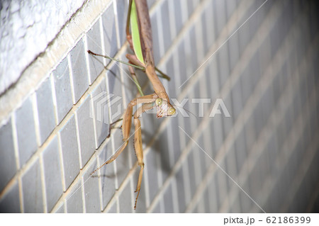 オオカマキリ オオカマキリ 62186399