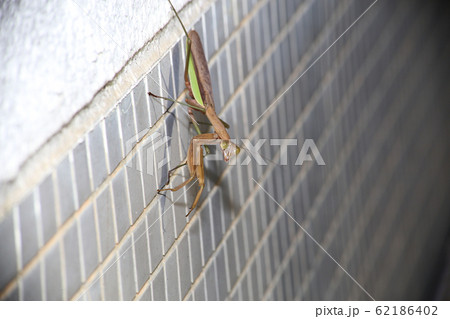 オオカマキリ オオカマキリ 62186402