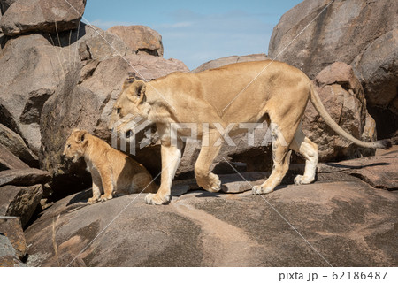 Lioness walks across kopje with sitting cub 62186487