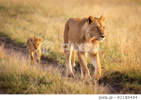 Lioness walking down sandy track with cub Lioness walking down sandy track with cub 62186494