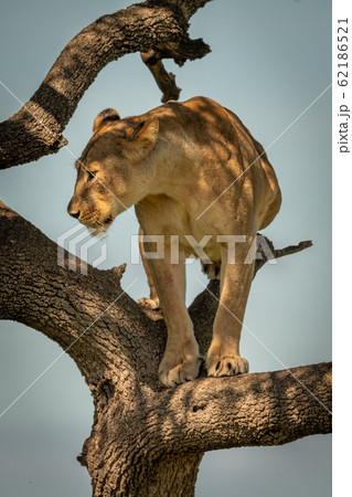 Lioness stands on branch in dappled sunlight 62186521