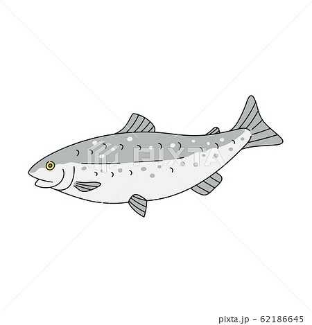 Grey Trout Fish Drawing Isolated On White のイラスト素材