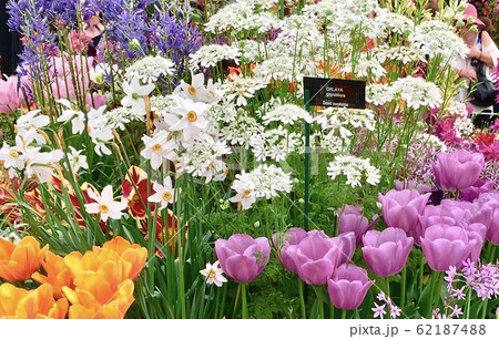 花 ガーデニング 園芸 イギリス フラワーショー 3 花 ガーデニング 園芸 イギリス フラワーショー 3 62187488