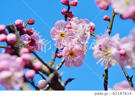 梅の花(N) 道知辺 梅の花(N) 道知辺 62187614