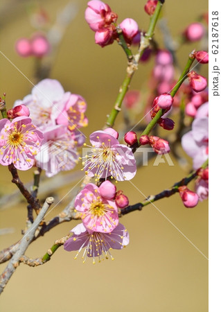 梅の花(N) 道知辺 梅の花(N) 道知辺 62187618