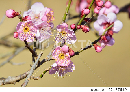 梅の花(N) 道知辺 梅の花(N) 道知辺 62187619