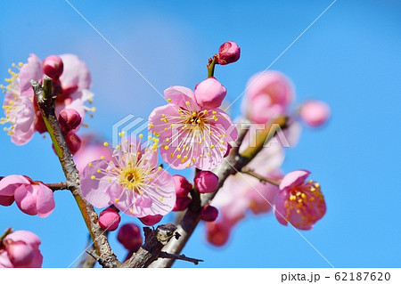 梅の花（N） 道知辺 62187620