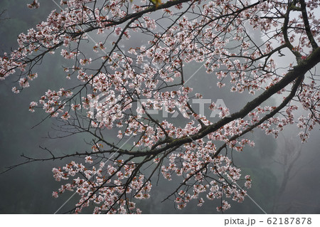 霧の中で鮮やかなピンク色の花を咲かせているヤマザクラの写真素材