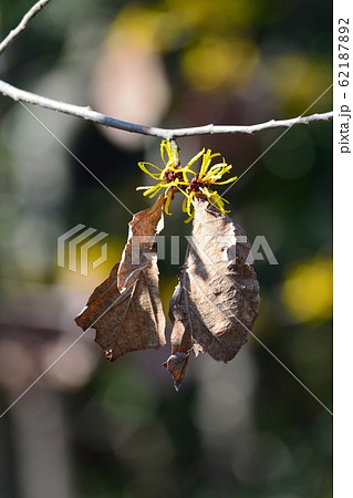 マンサクの花 62187892